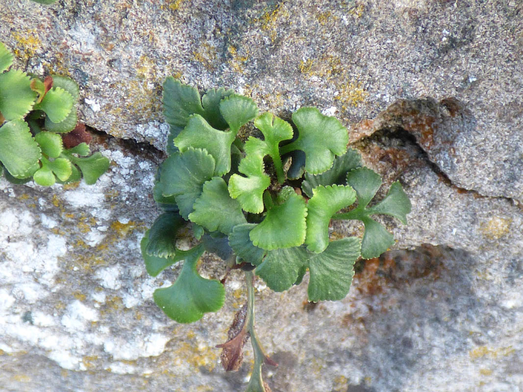 Asplenium ruta-muraria